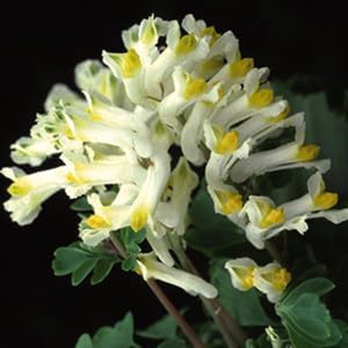 Organic Heirloom Non-GMO Corydalis Solida Seeds for Planting Early Spring Blooms