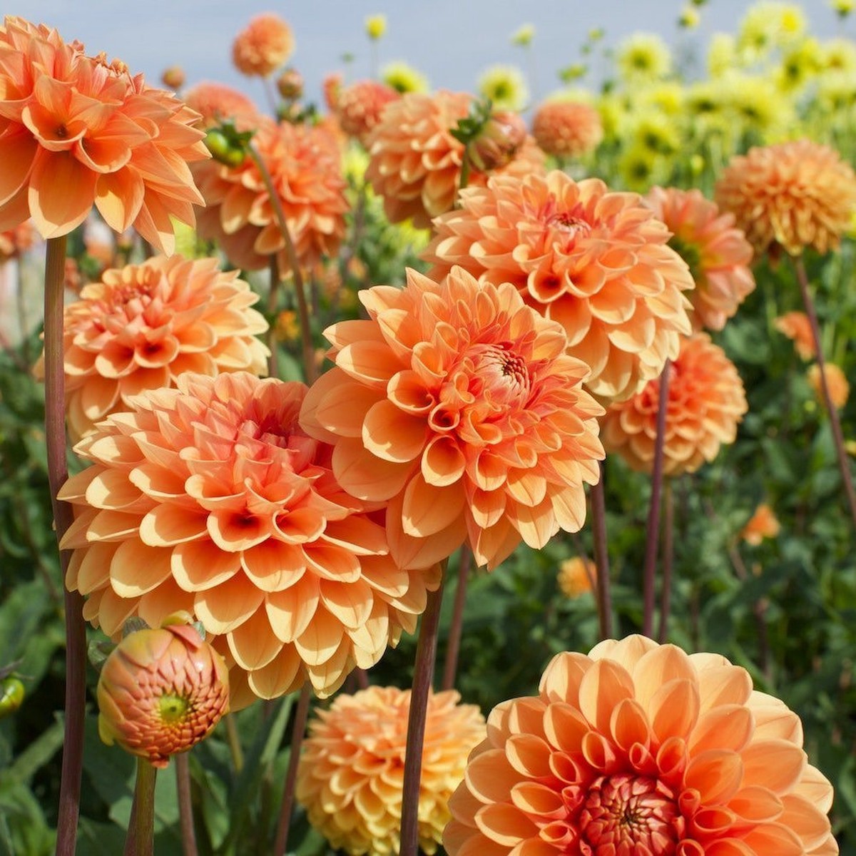 Organic Heirloom Non-GMO Dahlia Seeds for Planting Colorful Variety Garden Blooms