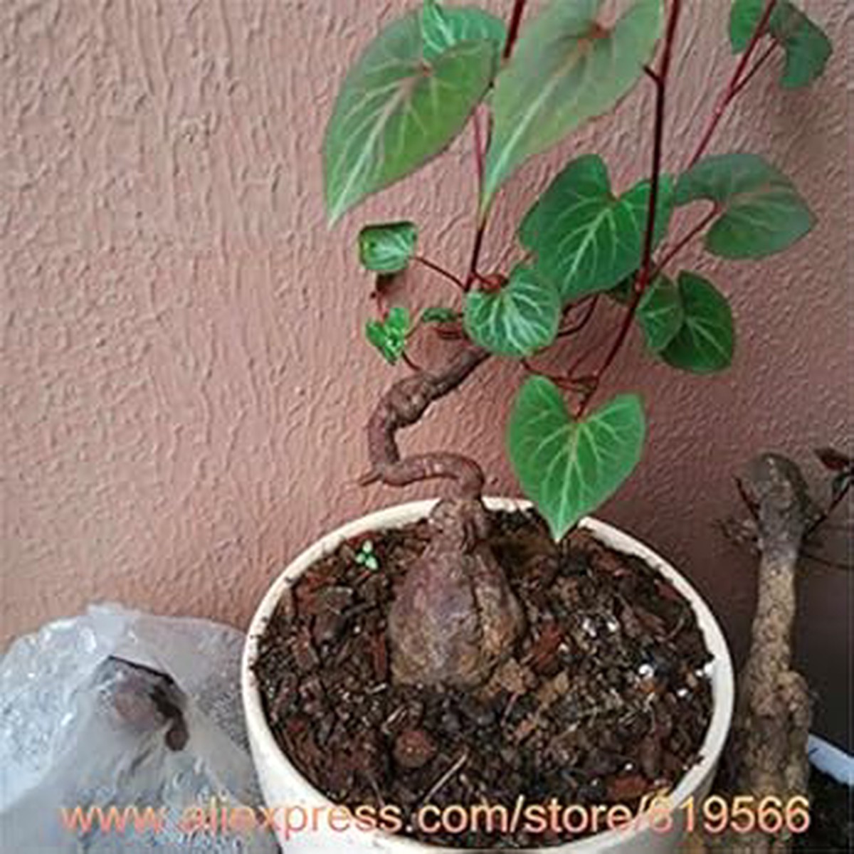 Organic Heirloom Non-GMO Green Tuber Fleeceflower Seeds for Planting Garden Blooms