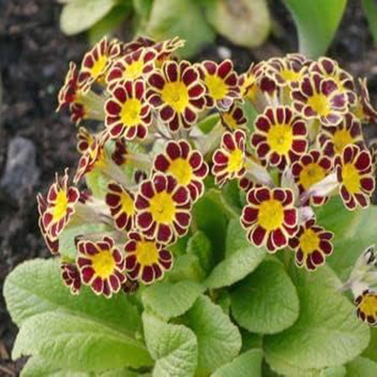 Organic Heirloom Non-GMO Maroon Yellow Primrose Seeds for Planting Garden Blooms
