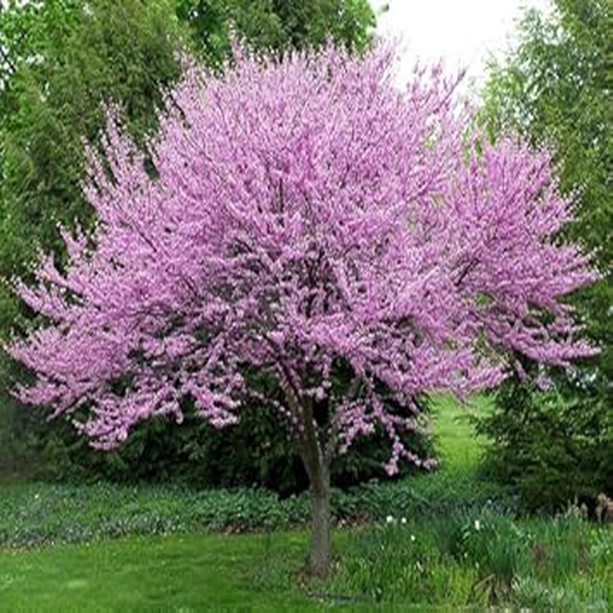 Organic Heirloom Non-GMO Pink Redbud Tree Seeds for Planting Ornamental Blooms