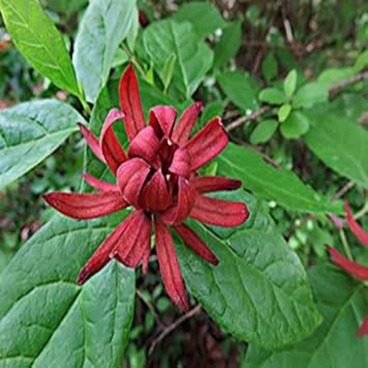 Organic Heirloom Non-GMO Red Carolina Allspice Seeds for Planting Fragrant Shrub Blooms
