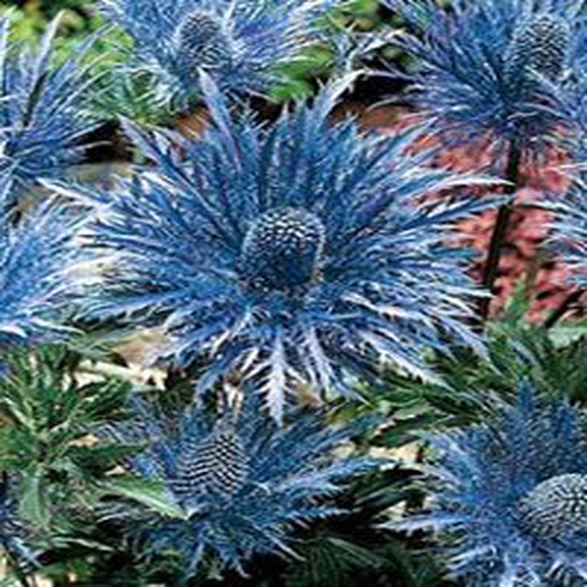 Organic Heirloom Non-GMO Sea Blue Holly Seeds for Planting Spiky Garden Blooms