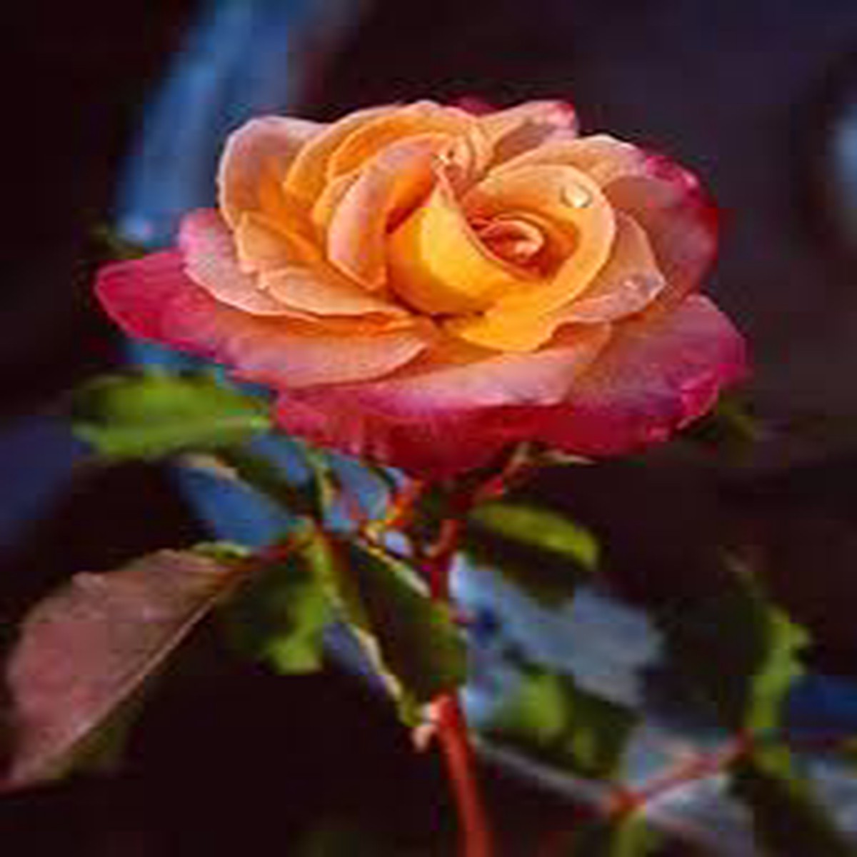 Pink Yellow Rose Plant Seeds for Planting Non-GMO Heirloom Garden Seeds Perfect for Home and Outdoor Growing