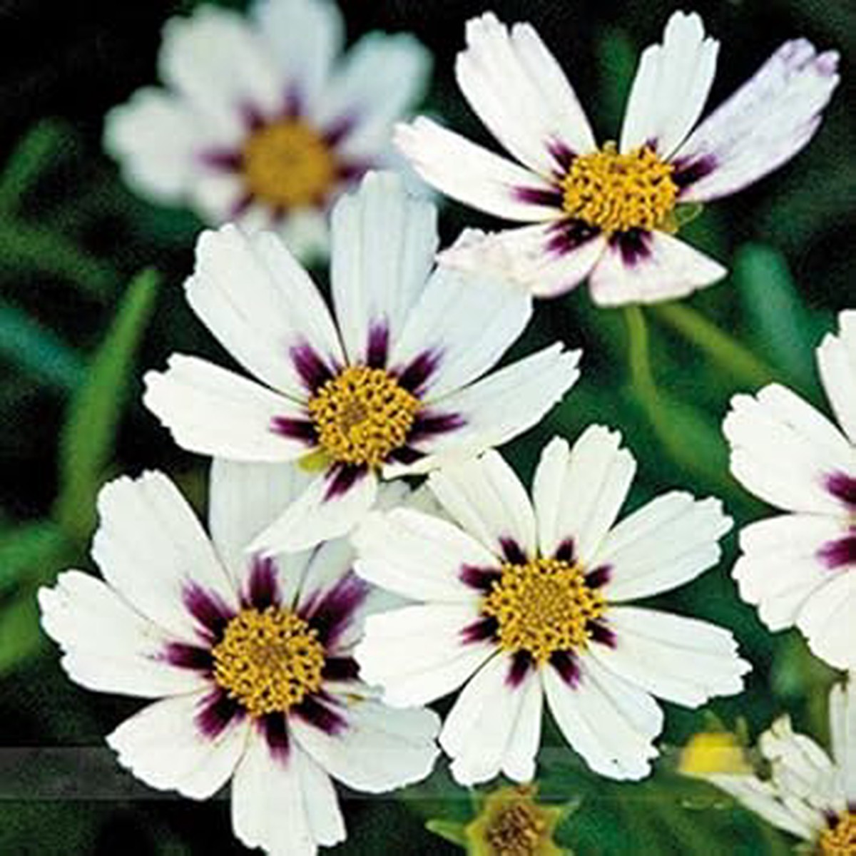 White Coreopsis Flower Seeds Heirloom, Non-GMO Flower Seeds for Planting