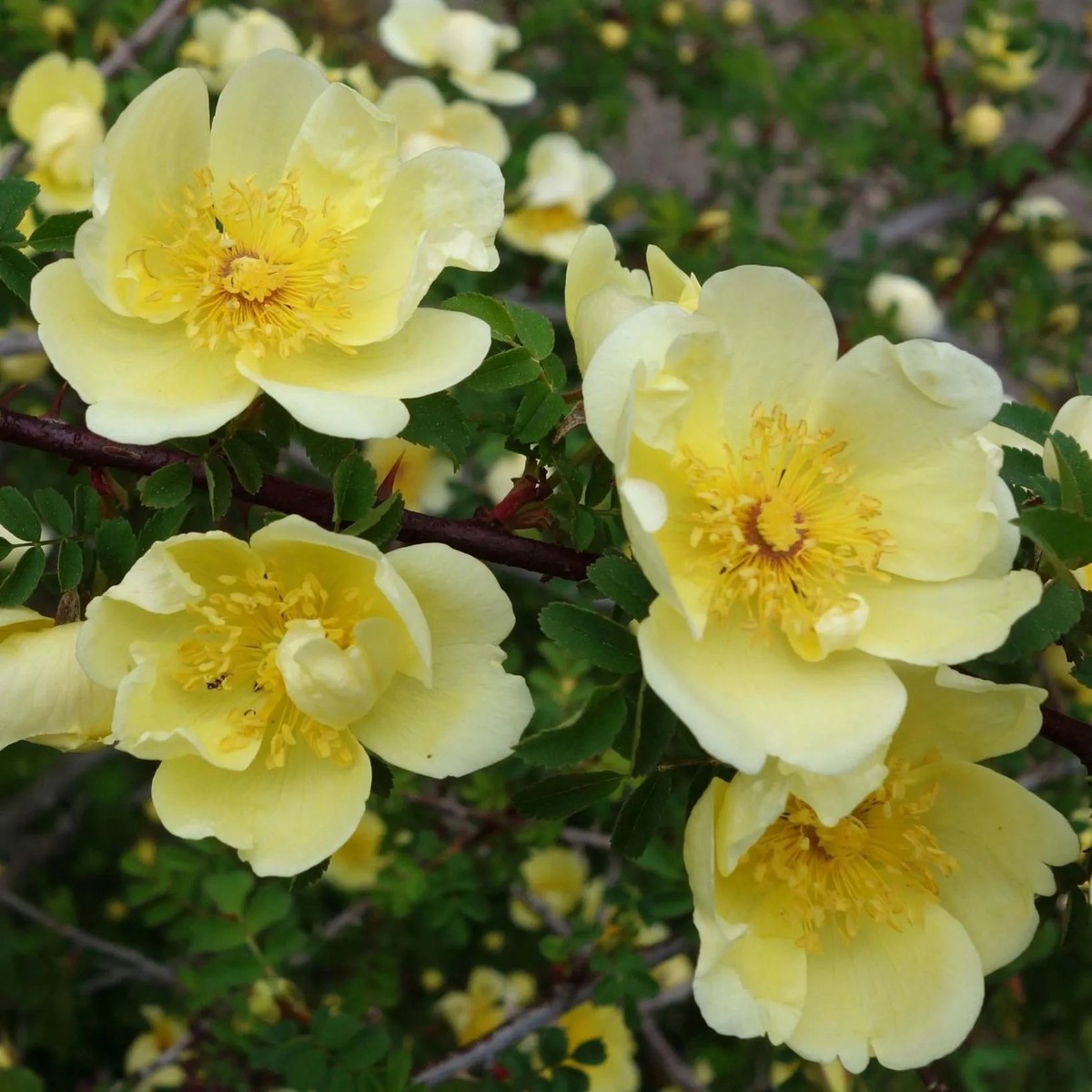 Yellow Hugo Rose Plant Seeds for Planting Non-GMO Heirloom Garden Seeds for Home and Outdoor Growing