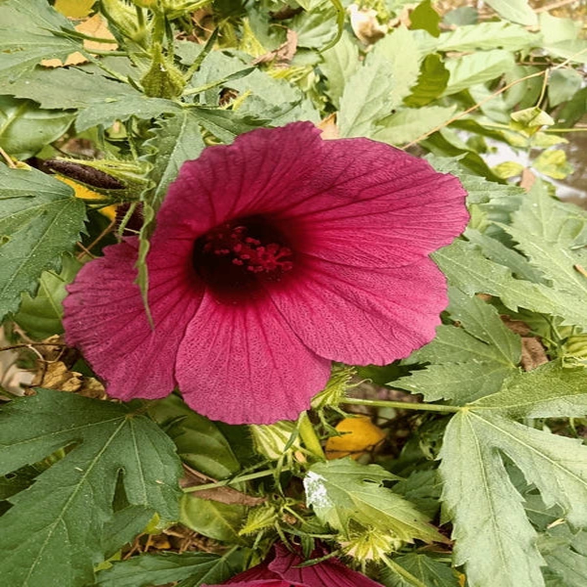 African Rosemallow Flower Seeds Tropical Hibiscus Variety, Non-GMO Blooms for Garden Borders