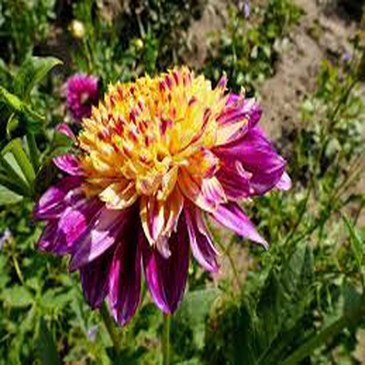 Anemone Dahlia Flower Seeds for Planting Heirloom and Non-GMO garden seeds
