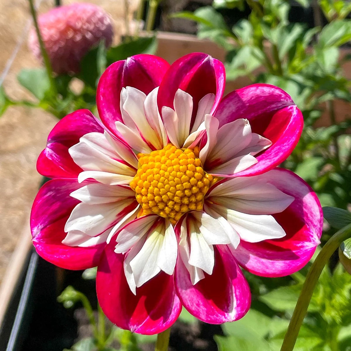 Dahlia 'Bumble Rumble' Collarette Flower Seeds for Planting Heirloom, Non-GMO, High Germination Garden Seeds