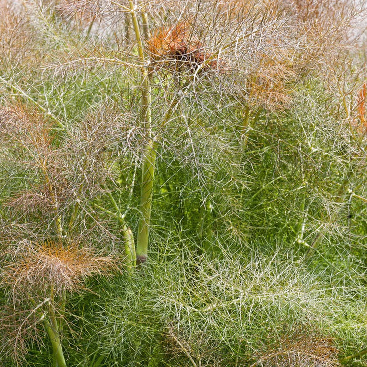 Fennel Bronze Smokey Herb Seeds Heirloom, Non-GMO, High Germination Organic Garden Seeds for Planting Aromatic & Edible Foliage