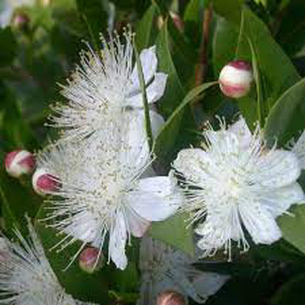 Greek Myrtle Plant Seeds (Myrtus communis) Heirloom, Non-GMO, High Germination Organic Garden Seeds for Mediterranean Herb Gardens