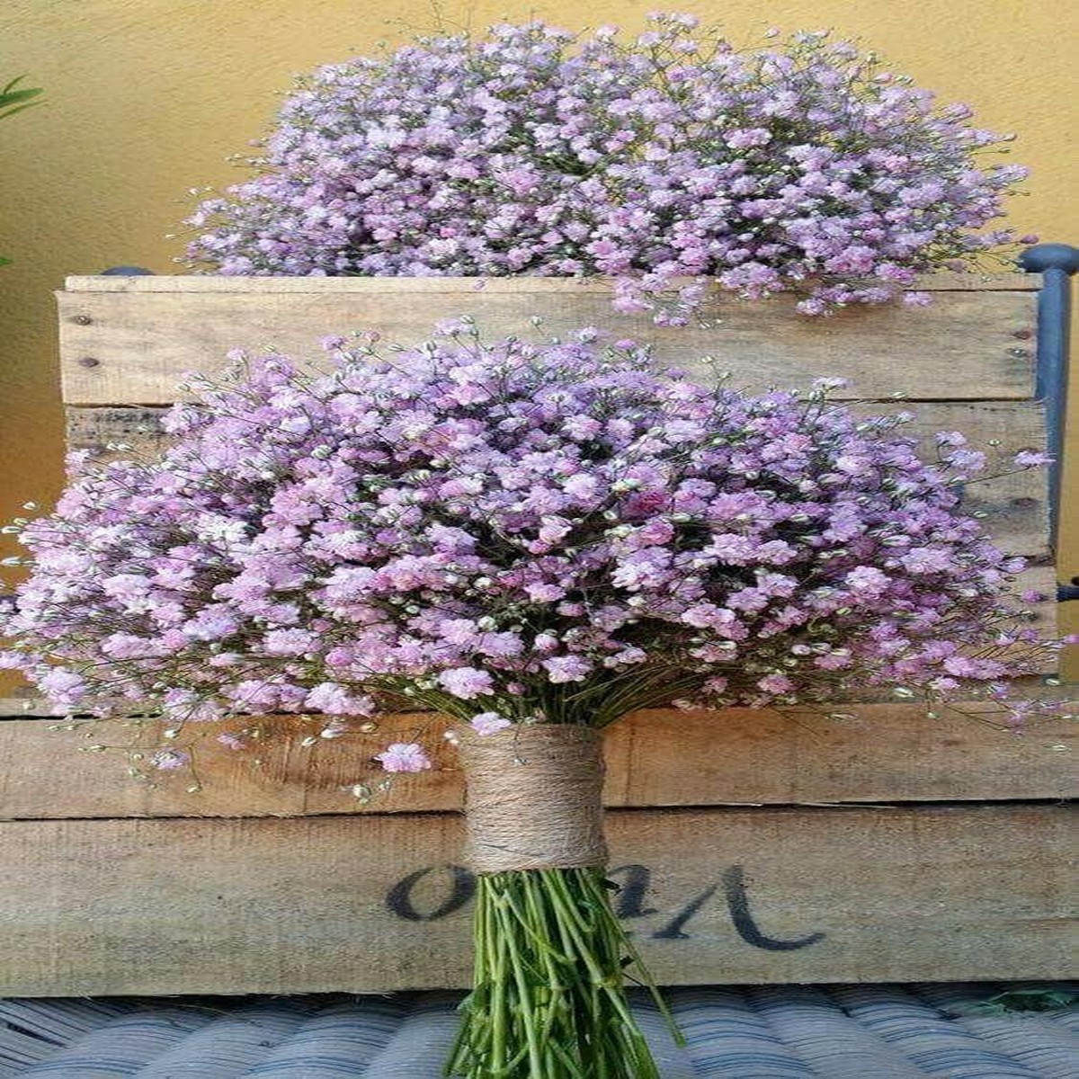 Gypsophila Flores Violet White Seeds Organic, Heirloom, Non-GMO for Planting