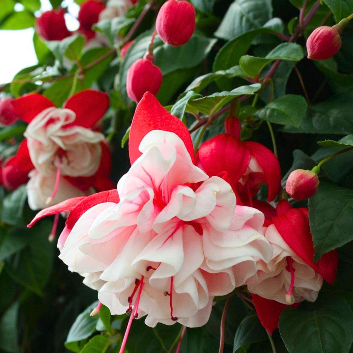 Heirloom Fuchsia Flower Seeds for Planting White and Pink Mix, Non-GMO Perennial Blooms