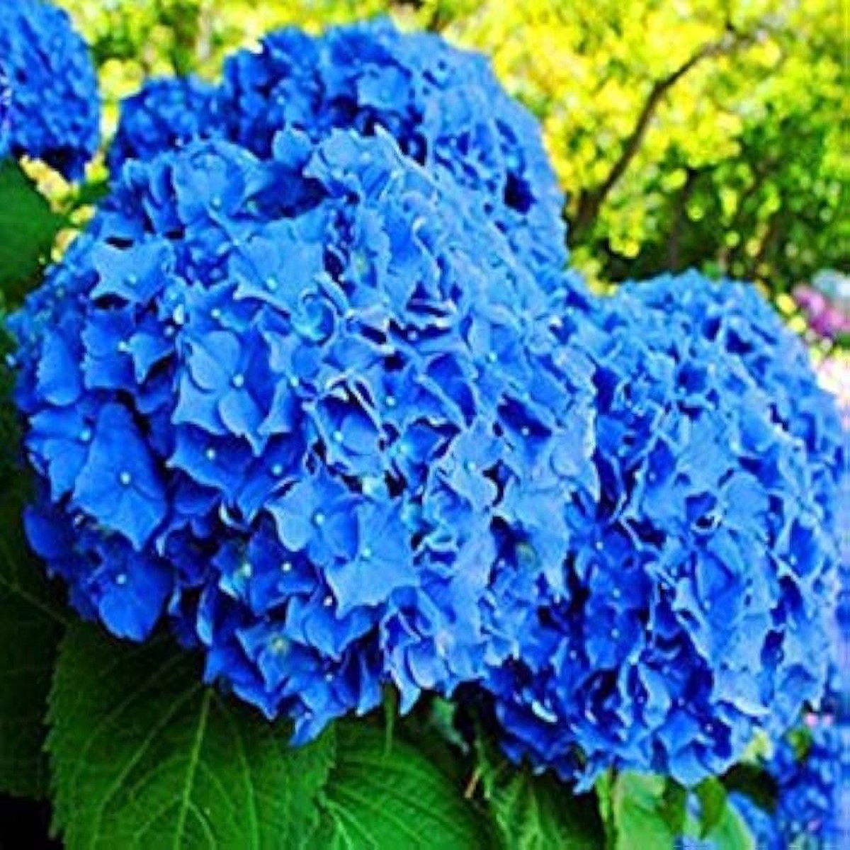 Heirloom Non-GMO Blue Geranium Flower Seeds for Planting Stunning Blooms for Home Garden