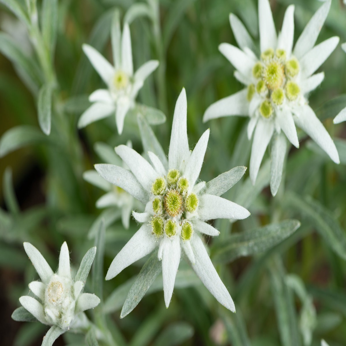 Heirloom Non-GMO Edelweiss Flower Seeds Alpine Perennial Seeds for Planting, High Germination Organic Garden Blooms