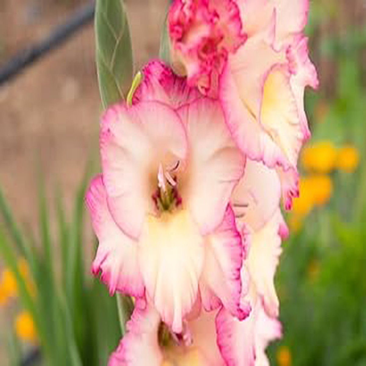 Heirloom Non-GMO Gladiolus Flower Seeds White & Pink Blooms for Planting | High Germination Organic Garden Seeds