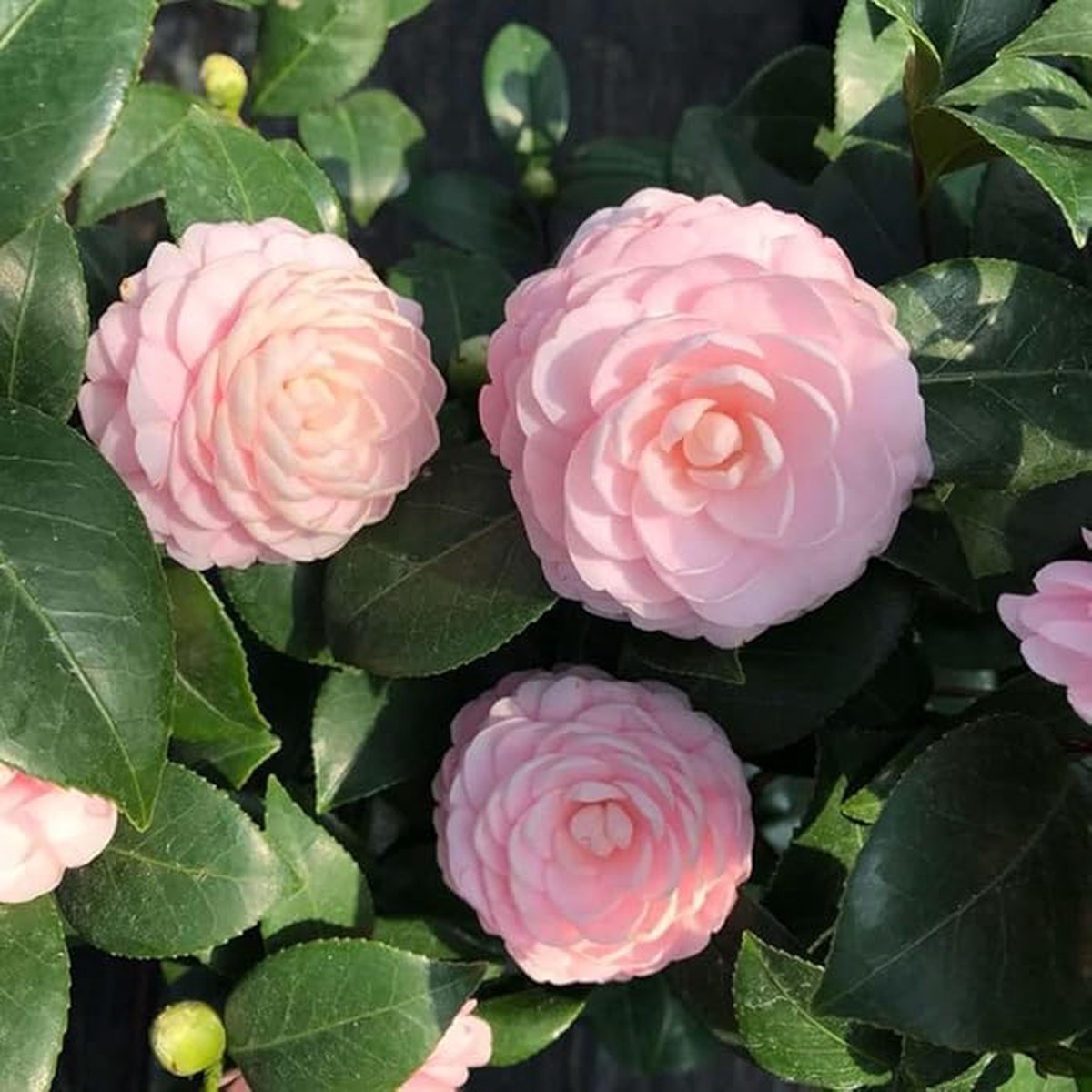 Heirloom Non-GMO Pink Camellia Flower Seeds for Planting Fresh and Vibrant Blooms