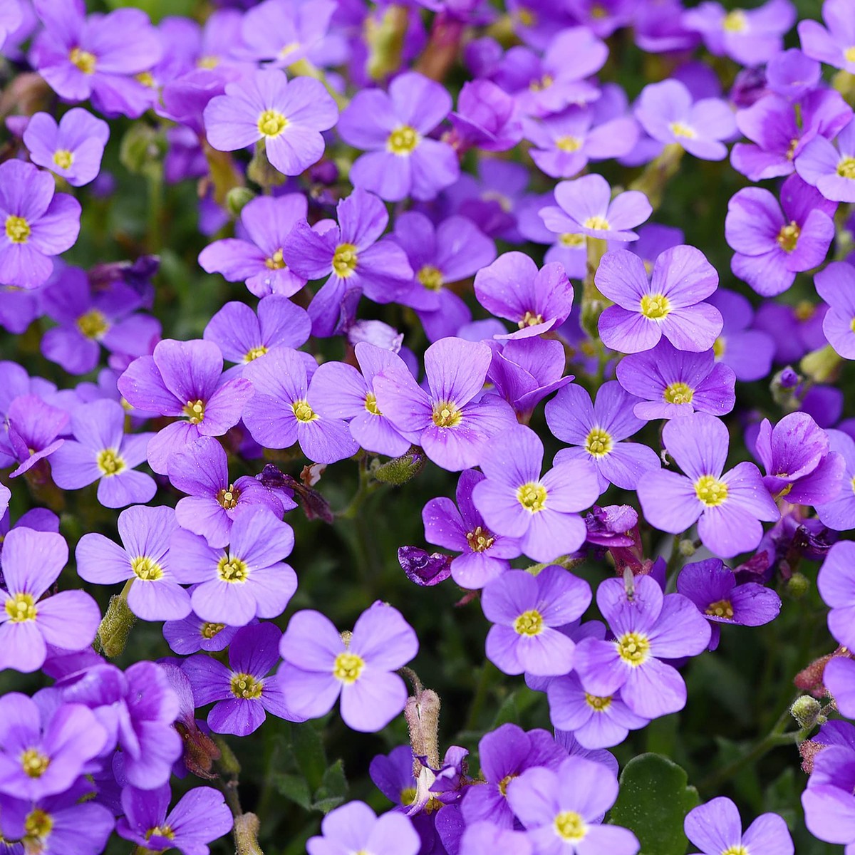 Heirloom Purple Aubrieta Deltoidea Flower Seeds Non-GMO Seeds for Ground Cover Garden Planting
