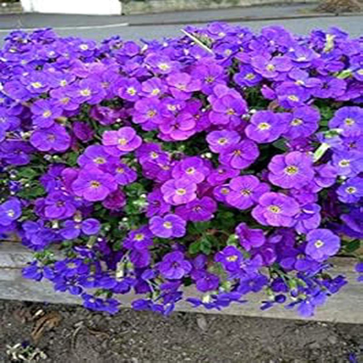 Heirloom Purple Aubrieta Flower Seeds Non-GMO Seeds for Planting, High Germination Organic Garden Ground Cover Seeds