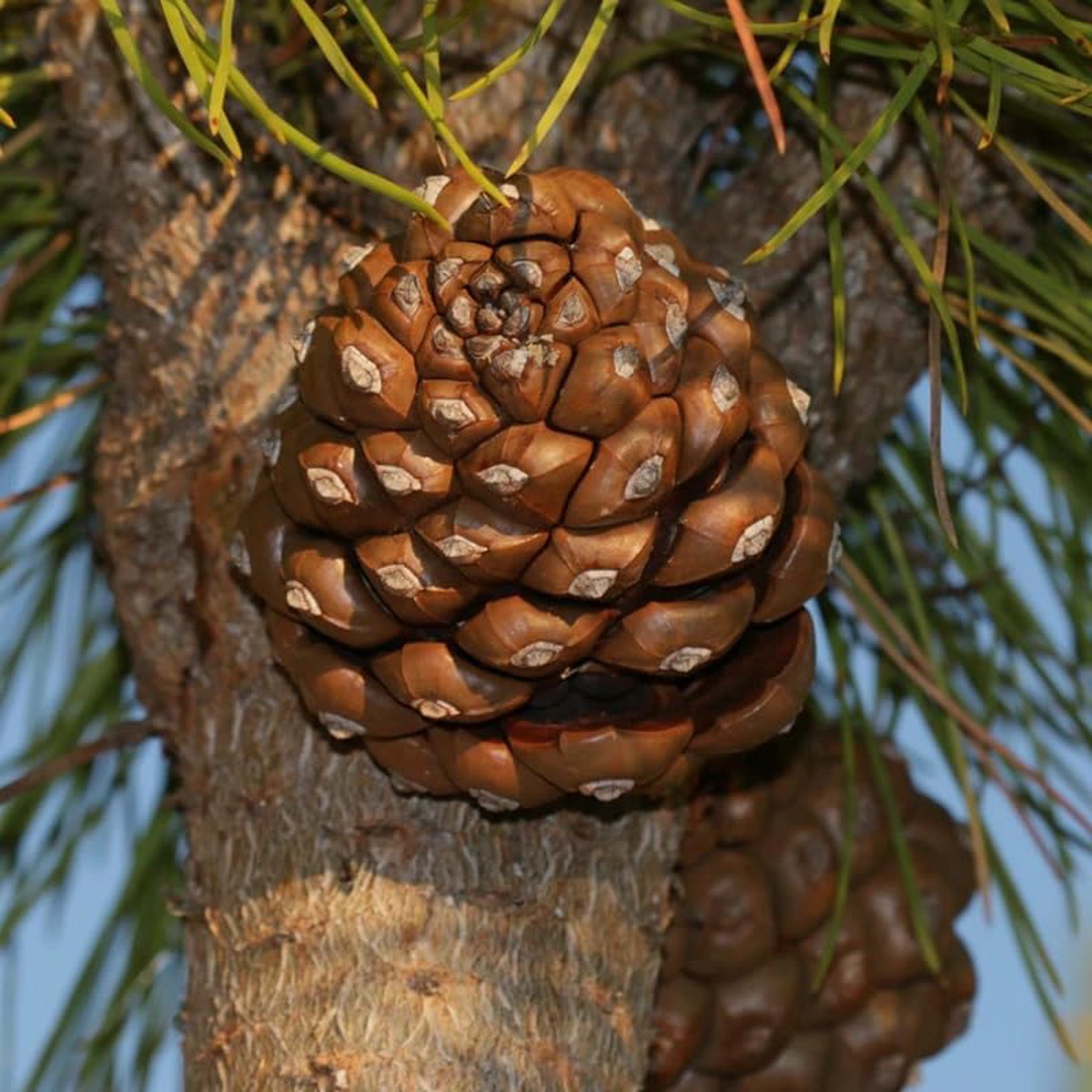 Italian Pine Nut Tree Seeds for Planting Heirloom, Non-GMO, High Germination Organic Seeds for Nut-Bearing Trees