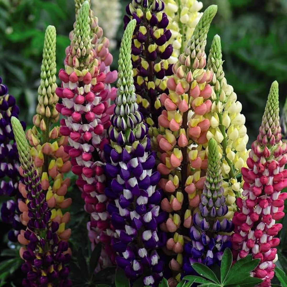 Organic Heirloom Non-GMO Mixed Tutti Frutti Lupine Seeds for Planting Colorful Blooms, Heirloom Seeds