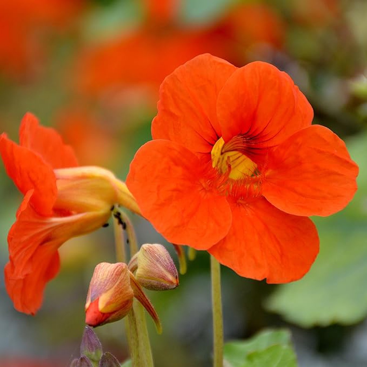 Organic Heirloom Non-GMO Orange Nasturtium Seeds for Planting Bright Garden Blooms