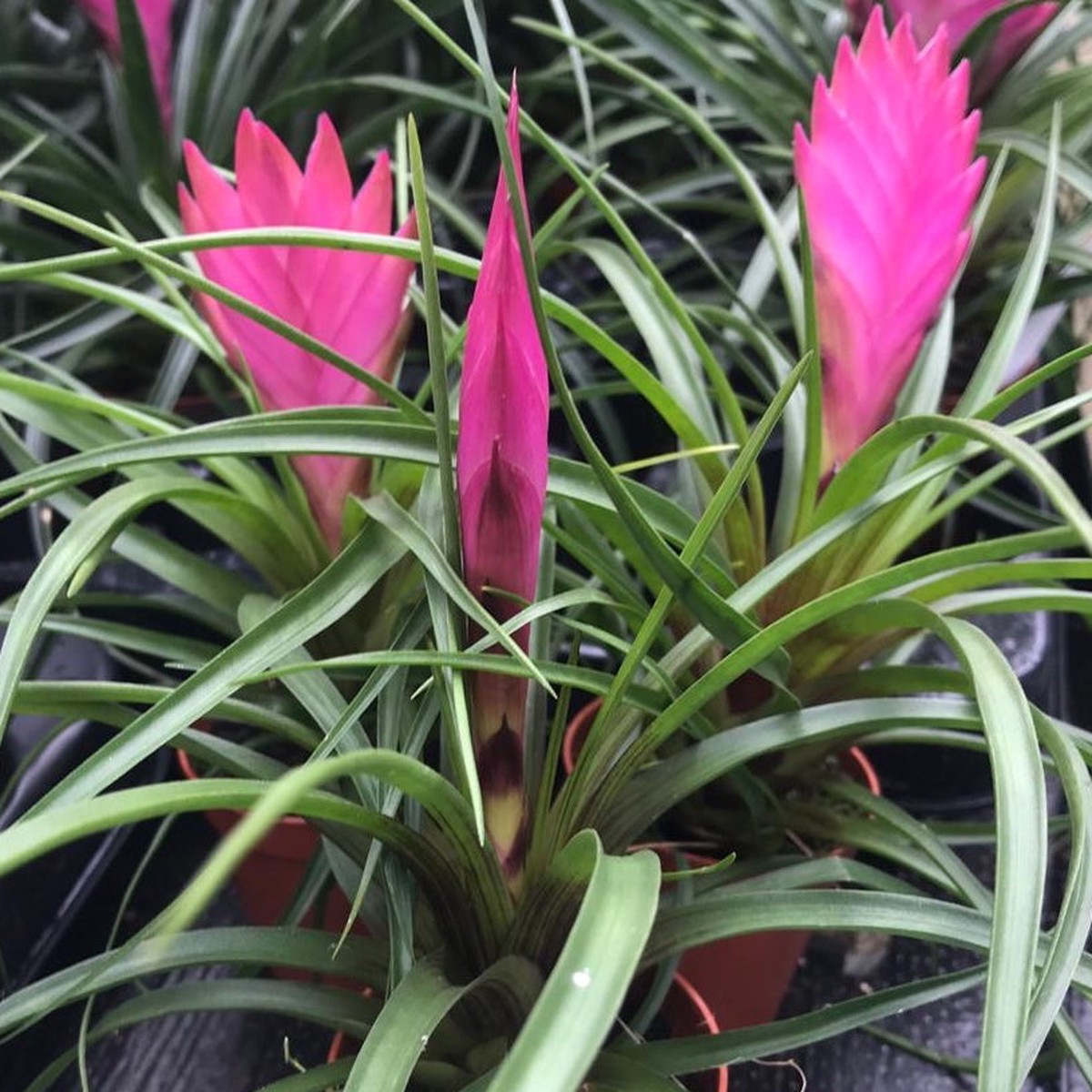 Organic Heirloom Pink Tillandsia Cyanea Seeds Non-GMO Air Plant Blooms | High Germination Organic Garden Seeds for Planting