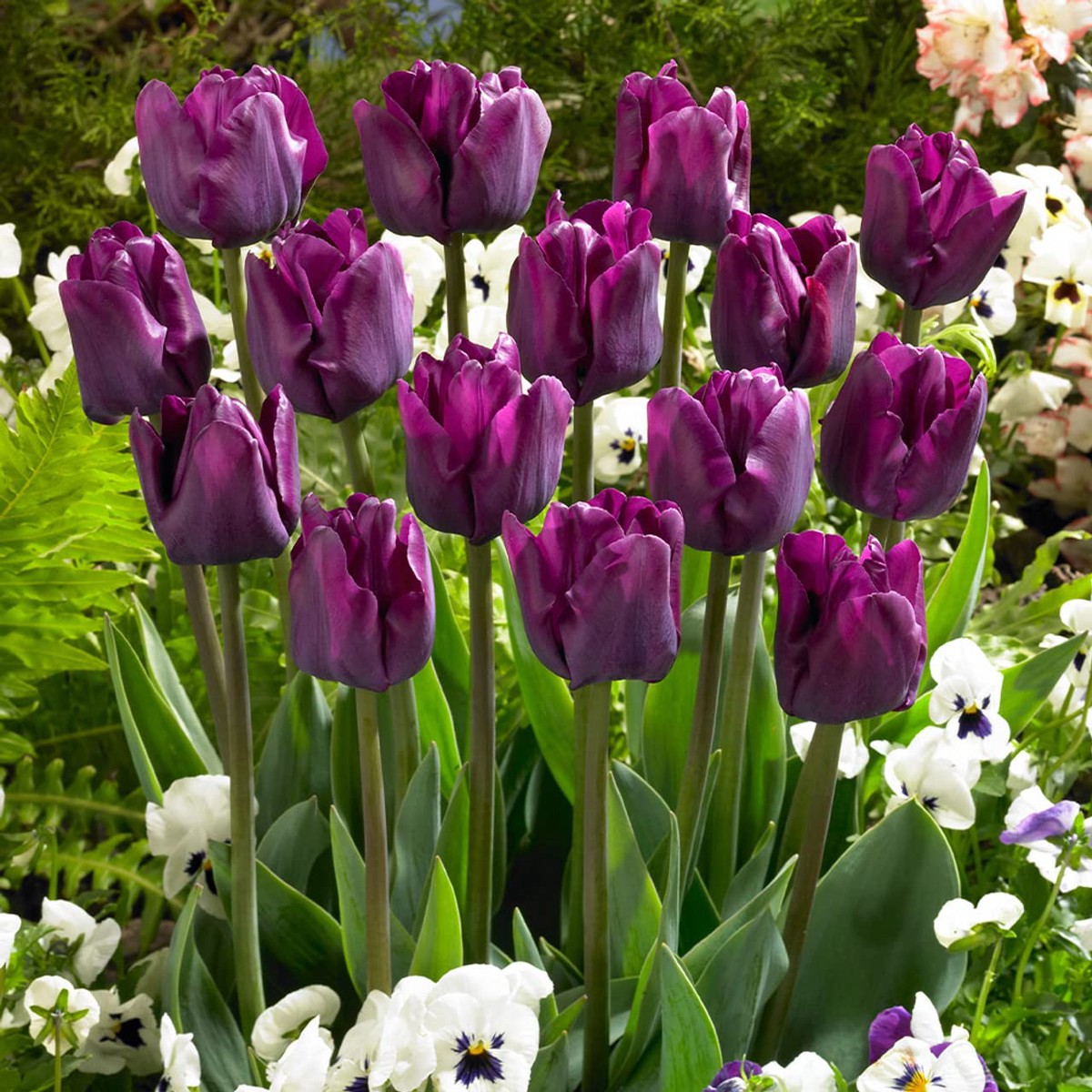 Purple Tulip Flower Seeds Heirloom Non-GMO Bulb Seeds for Planting