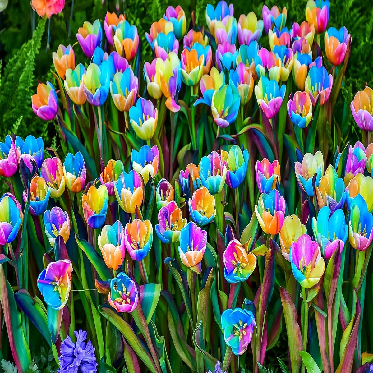 Rainbow Tulip Flower Seeds Heirloom, Non-GMO Bulb Seeds for Planting, High Germination Organic Seeds