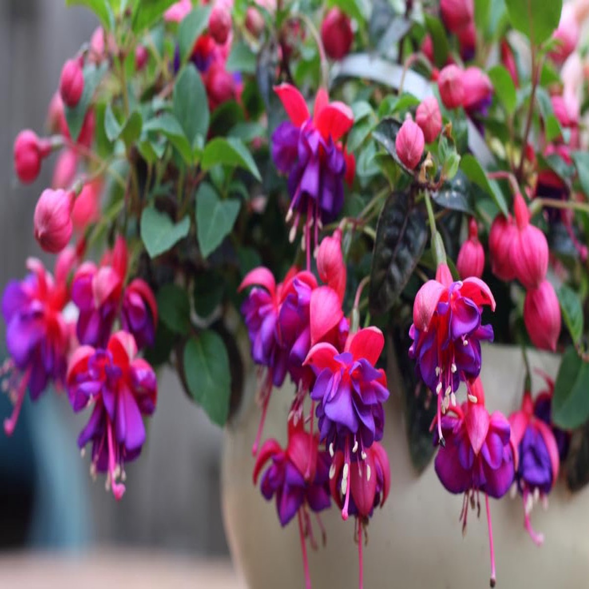 Red Pink Fuchsia Hybrida Flower Seeds Heirloom Non-GMO High Germination Organic Garden Seeds for Planting