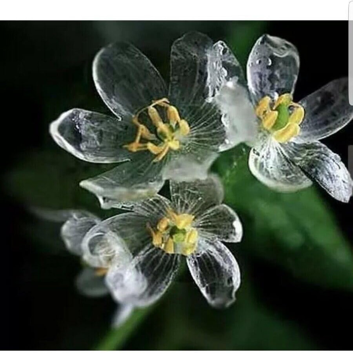 Skeleton Flower Seeds (Diphylleia grayi) for Planting Heirloom and Non-GMO garden seeds