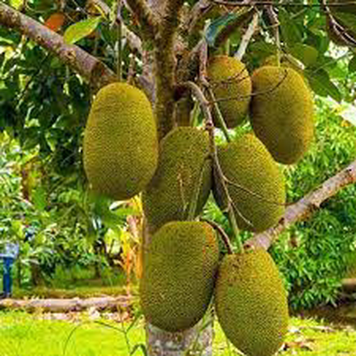 Vietnam Super Early Jackfruit Seeds for Planting Heirloom, Non-GMO, High Germination Tropical Fruit Seeds for Fast Growth
