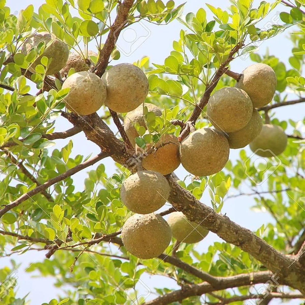 Wood Apple Fruit Seeds for Planting Heirloom Non-GMO High Germination Organic Garden Seeds