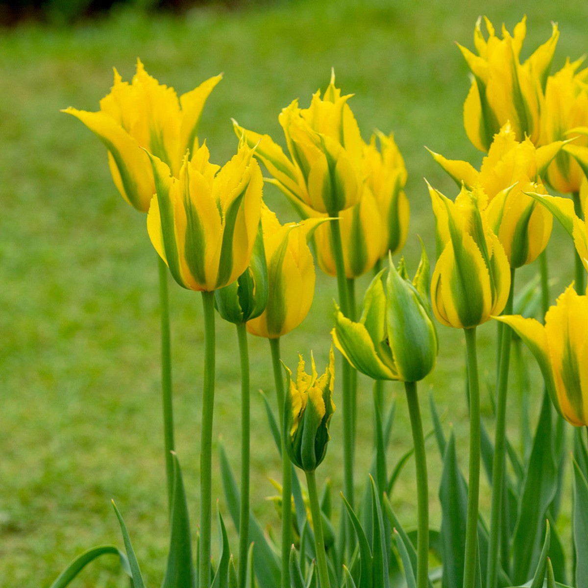 Yellow Green Tulip Flower Seeds Heirloom Non-GMO Bulb Seeds for Planting