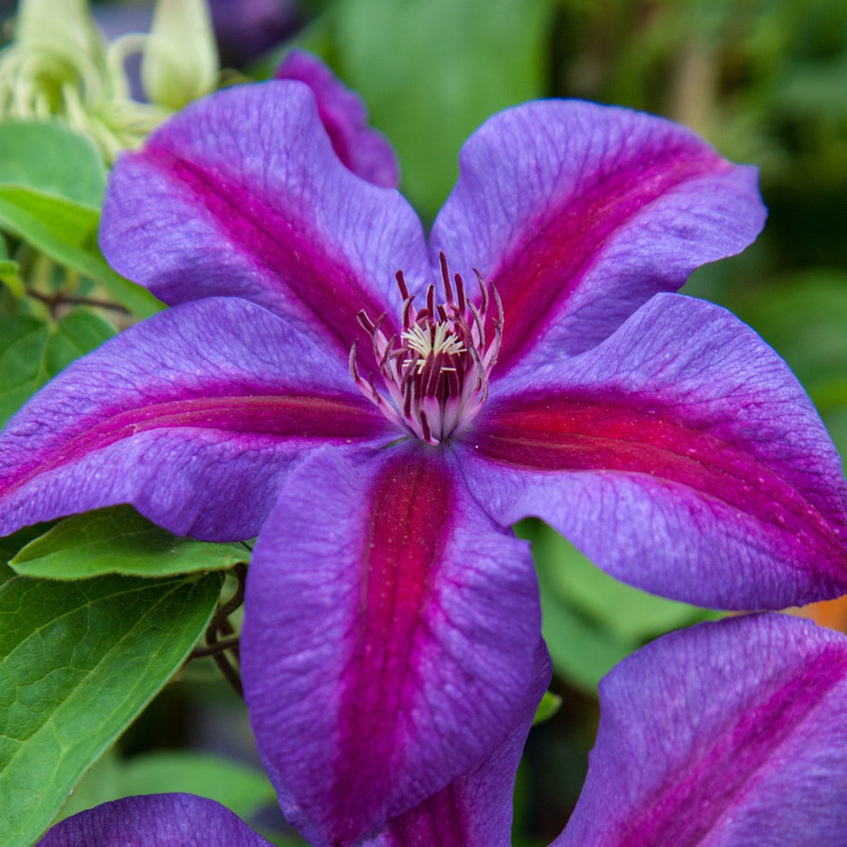 Heirloom Non-GMO Pink Violet Clematis Flower Seeds High Germination Organic Garden Seeds for Planting Climbing Blooms