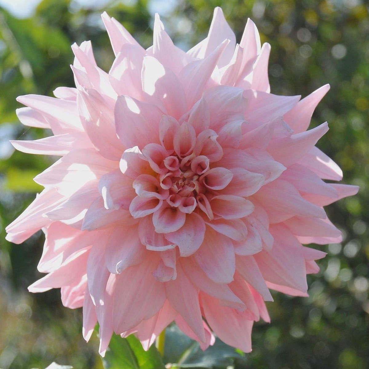 Light Pink Dahlia Flower Seeds for Planting Heirloom, Non-GMO, High Germination Organic Garden Seeds