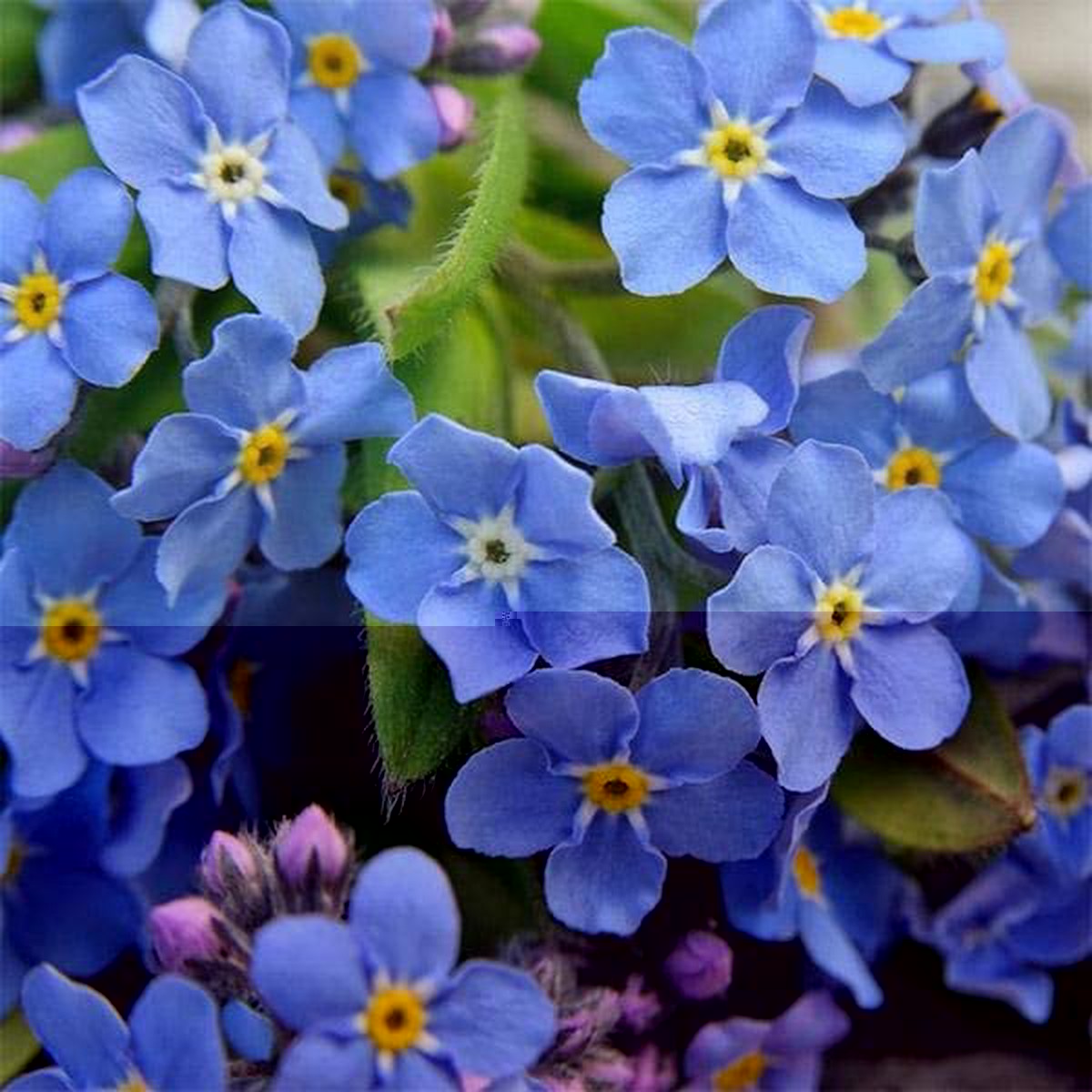 Organic Blue Myosotis Flower Seeds for Planting Heirloom, Non-GMO