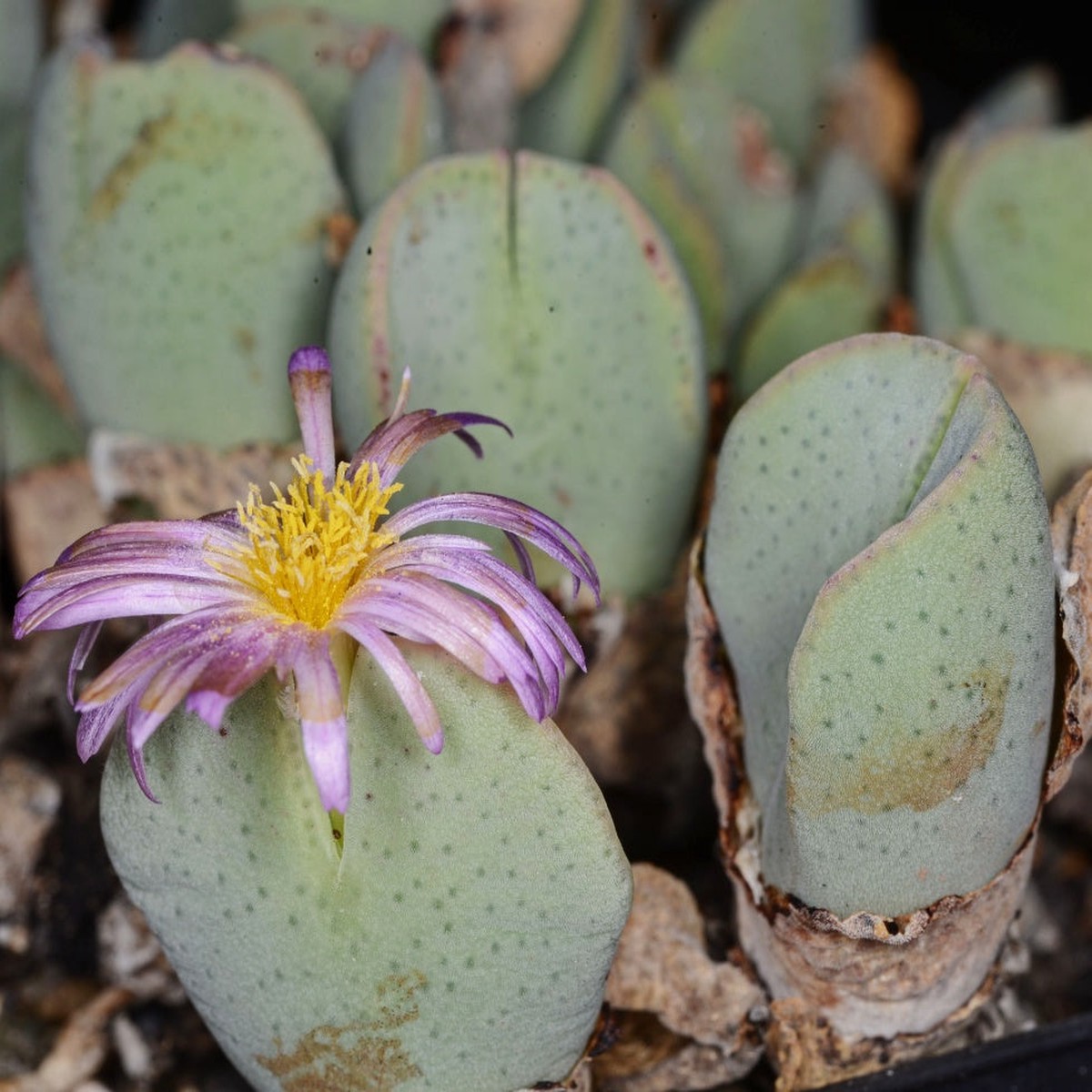 Organic Green Conophytum Ernianum Flower Seeds for Planting Heirloom, Non-GMO