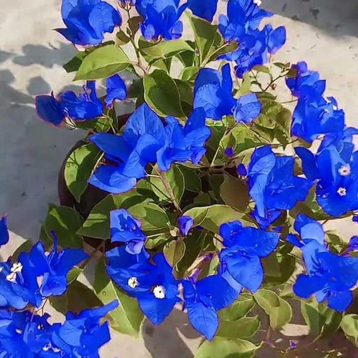 Organic Heirloom Non-GMO Blue Bougainvillea Seeds High Germination Seeds for Planting Vibrant Climbing Vine Flowers