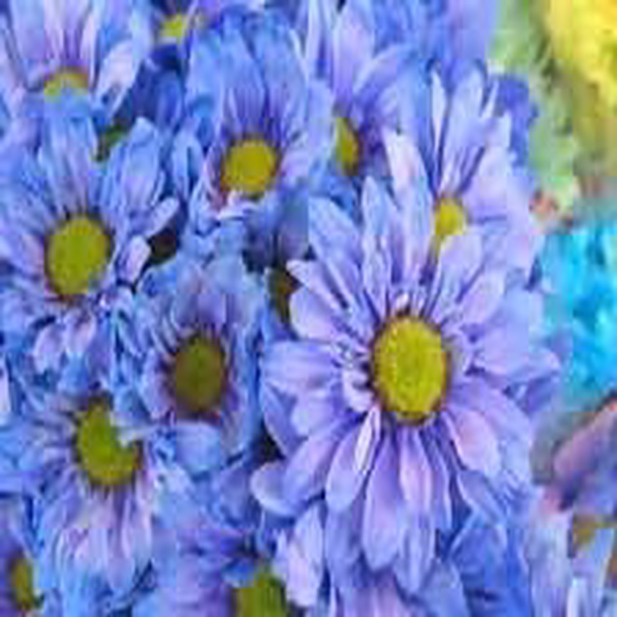 Organic Heirloom Non-GMO Blue Yellow Chrysanthemum Seeds for Planting Garden Blooms