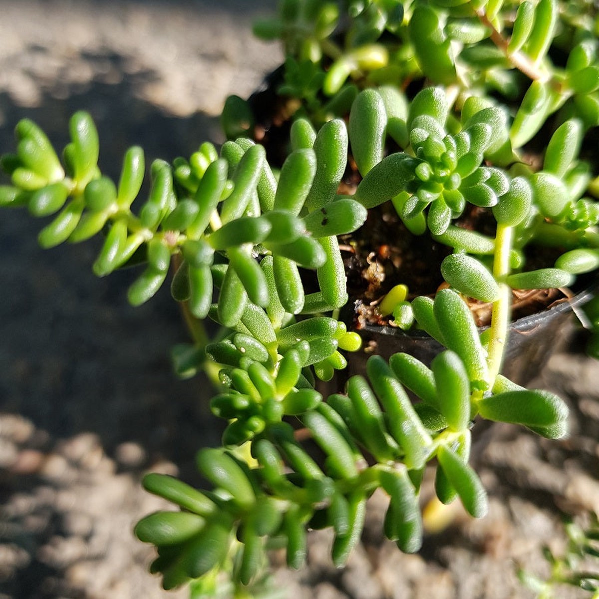 Organic Heirloom Non-GMO Green Sedum Album Seeds for Planting Succulent Ground Cover