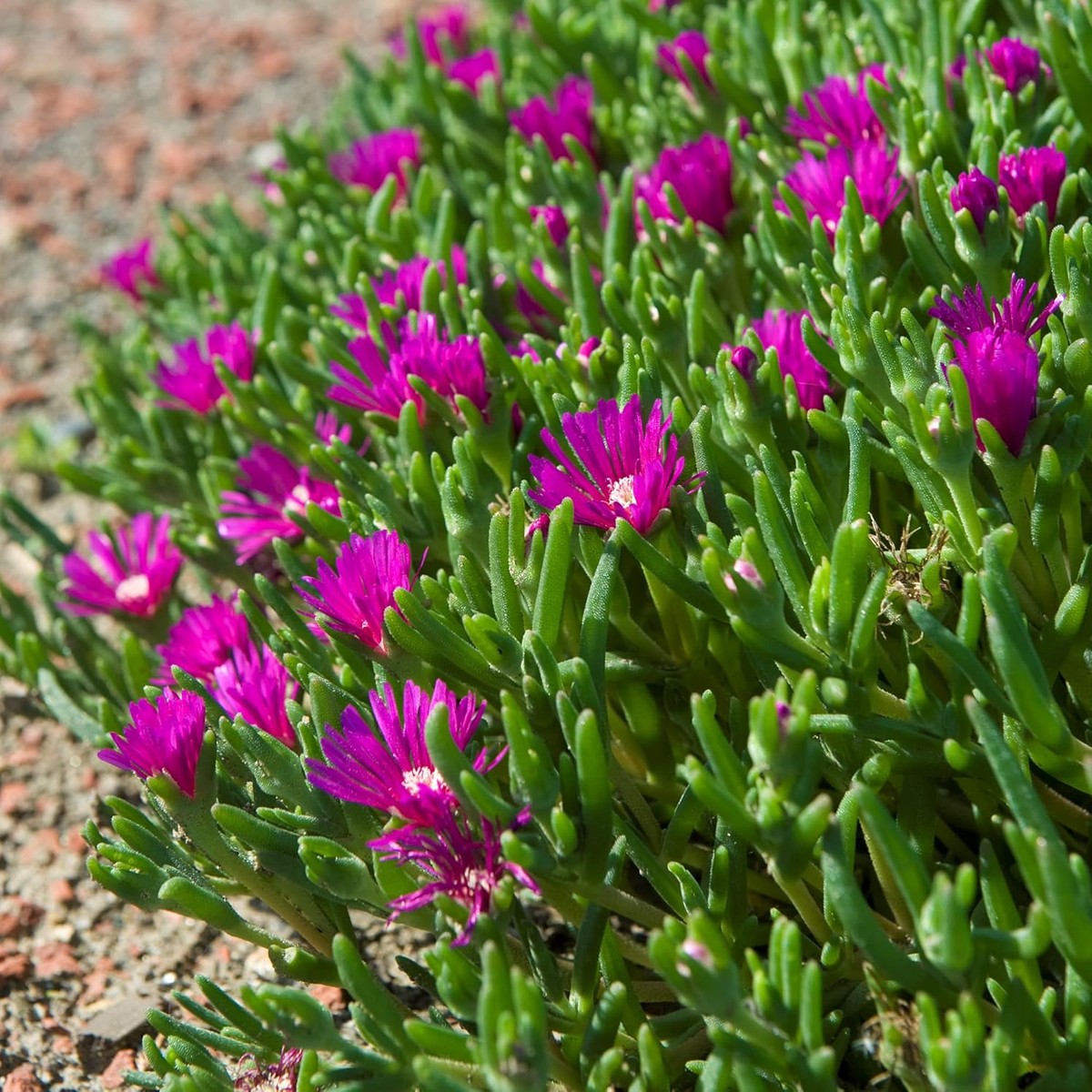 Organic Heirloom Non-GMO Lavender Delosperma Seeds for Planting Succulent Blooms