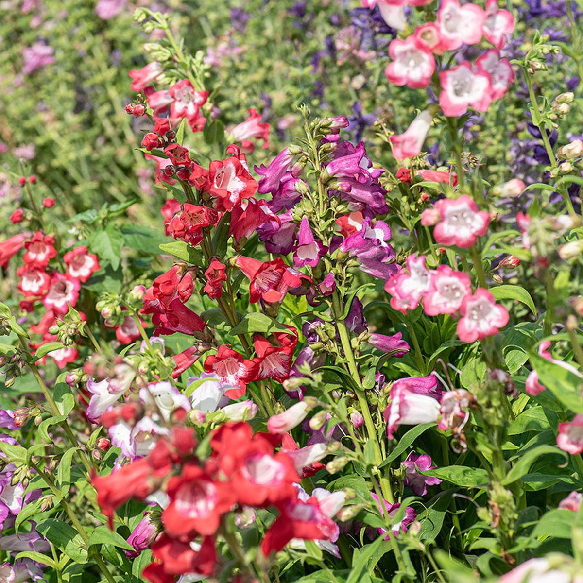 Organic Heirloom Non-GMO Mix Penstemon Barbatus Seeds for Planting High Germination Organic Garden Seeds for Hummingbird Blooms