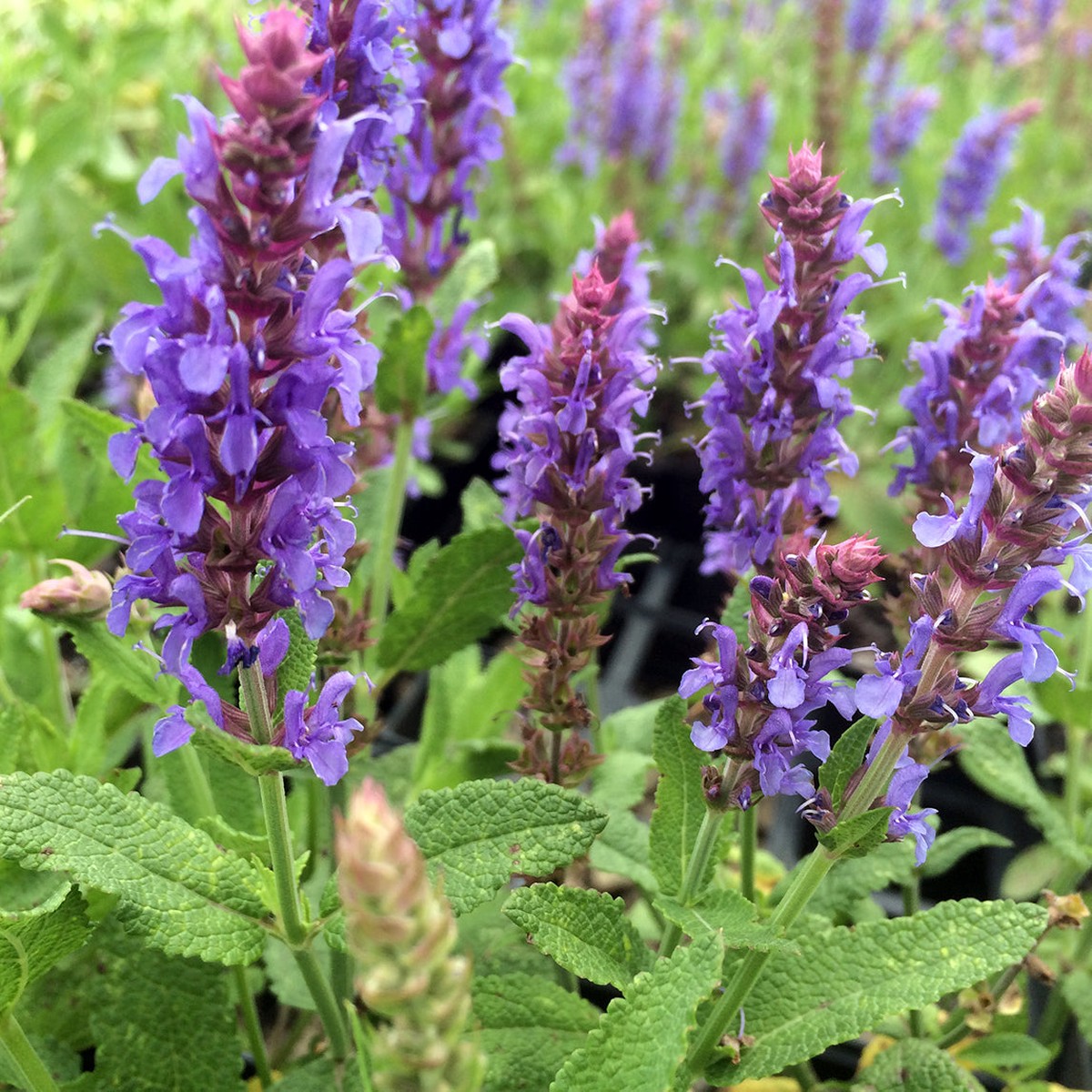 Organic Heirloom Non-GMO Nemorosa Seeds for Planting Woodland Garden Blooms