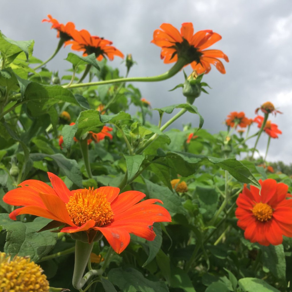 Organic Heirloom Orange Tithonia Flower Seeds for Planting Non-GMO, High Germination Organic Garden Seeds