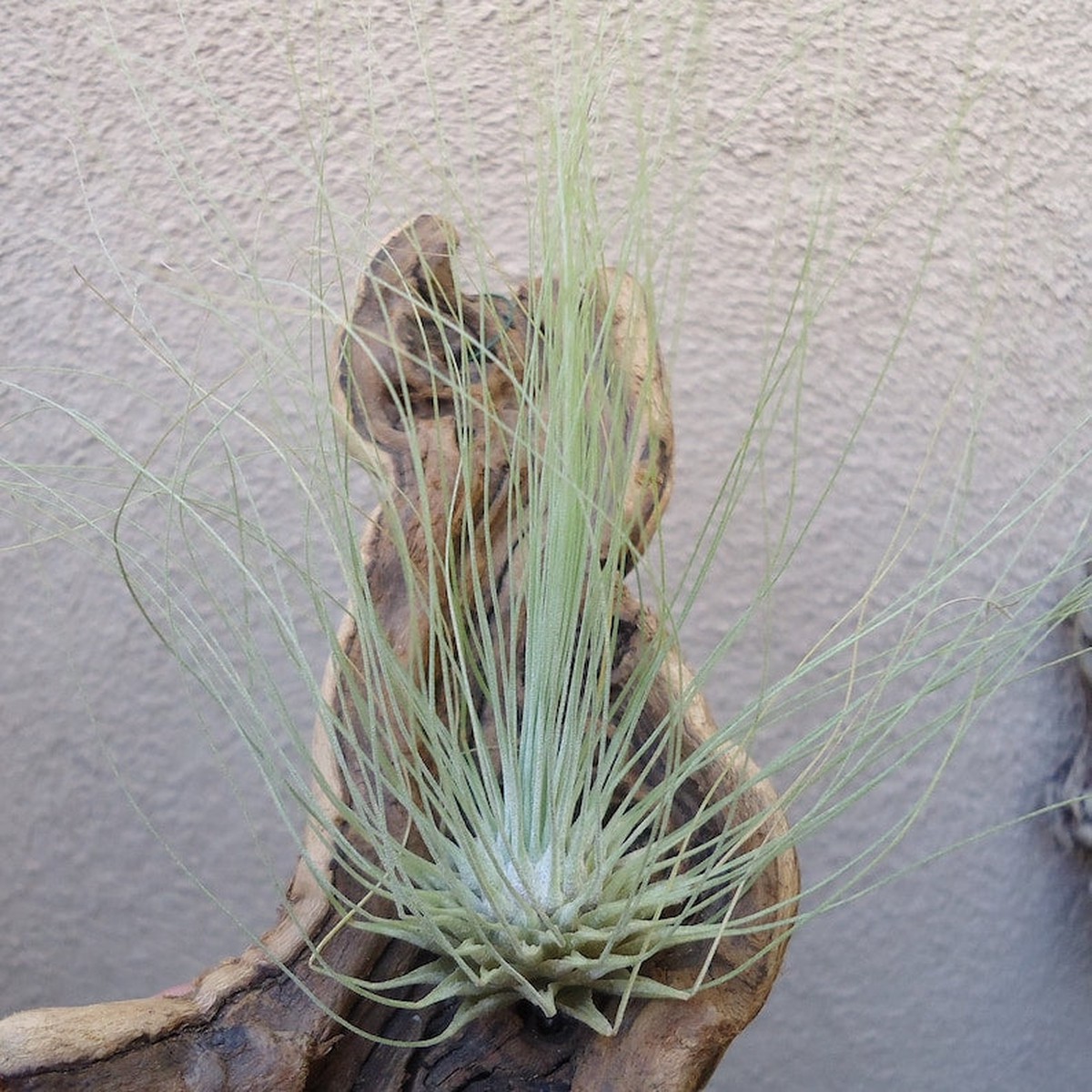 Organic Heirloom Tillandsia Fuchsii Seeds Non-GMO Air Plant Variety | High Germination Organic Garden Seeds for Planting