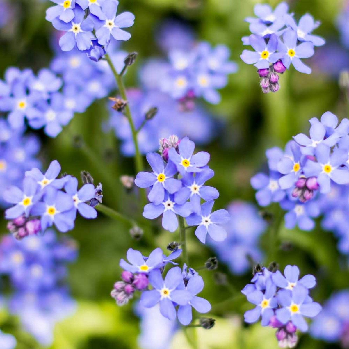 Organic Lavender Myosotis Sylvatica Flower Seeds for Planting Heirloom, Non-GMO