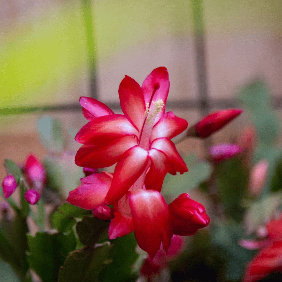 Organic Schlumbergera Flower Seeds Deep Red for Planting Heirloom, Non-GMO