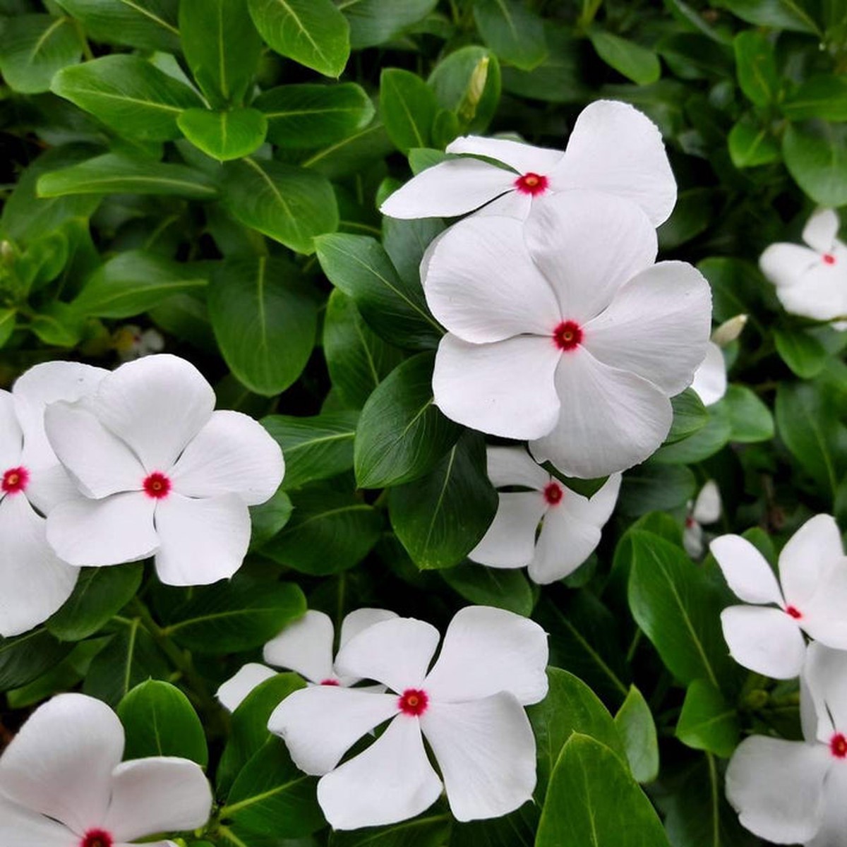 Organic White Cora Cascade Flower Seeds for Planting Heirloom, Non-GMO