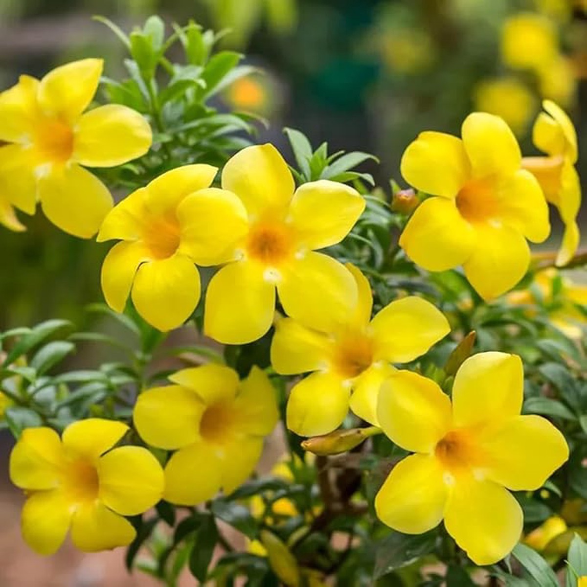 Organic Yellow Allamanda Flower Seeds for Planting Heirloom, Non-GMO